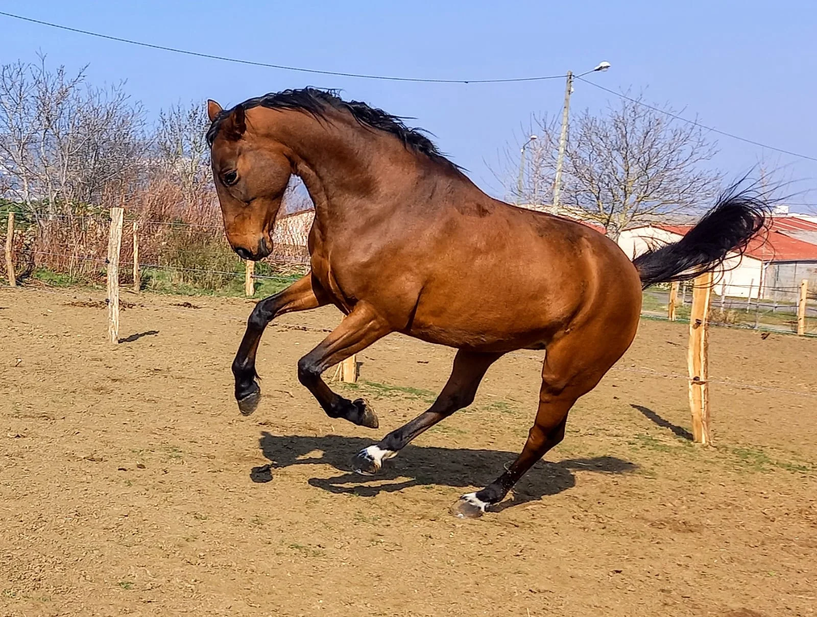 Centre équestre, Espace Valorisation et Vente de chevaux près de Clermont-Ferrand à Vic-le-Comte (63)